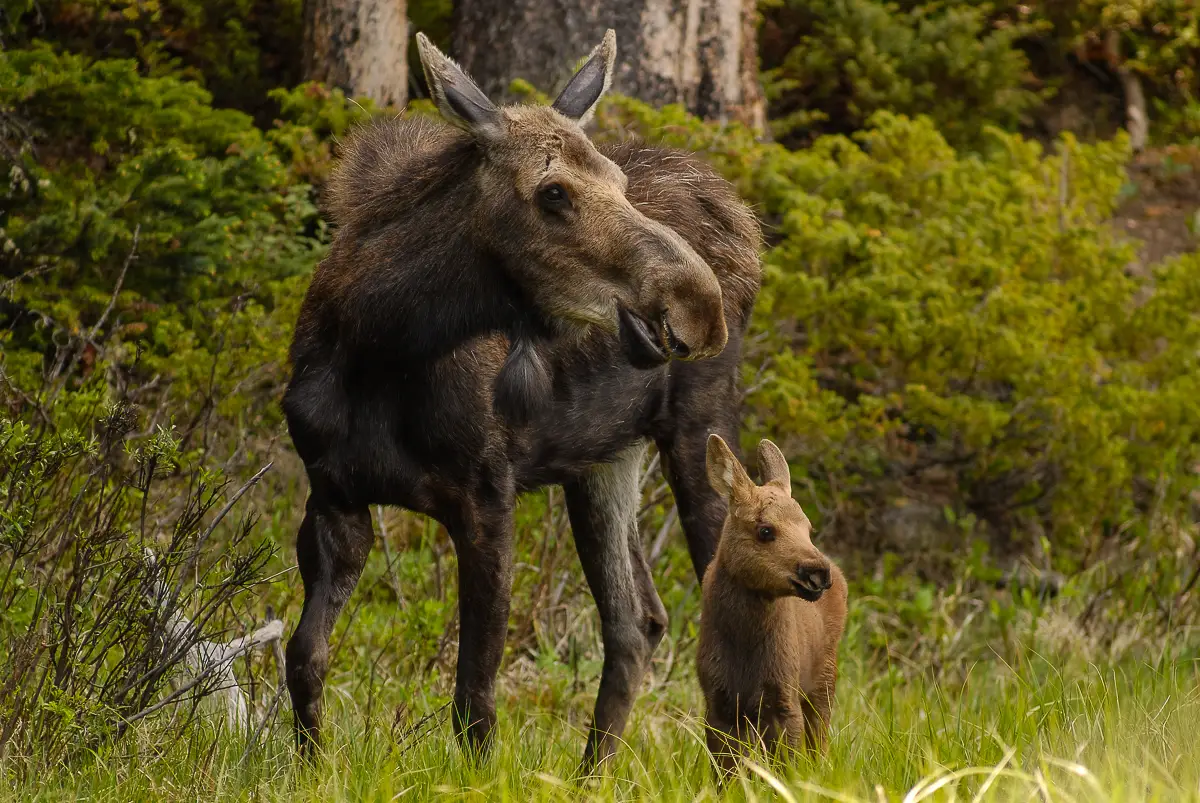 moose and baby in rocky mountain national park